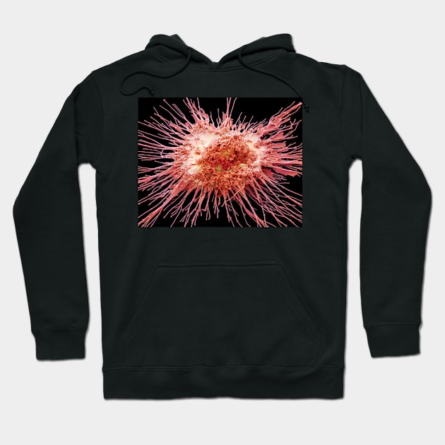 Dendritic cell, SEM (C028/8789) Hoodie by SciencePhoto